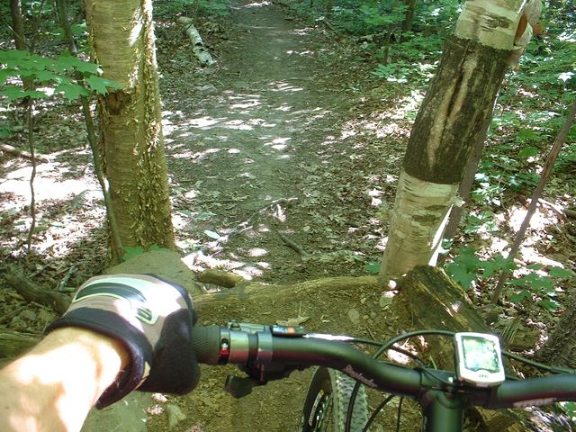 Jump entre deux arbres.jpg