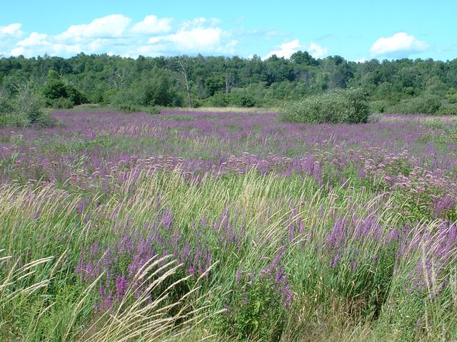 Champ fleurs mauves.jpg