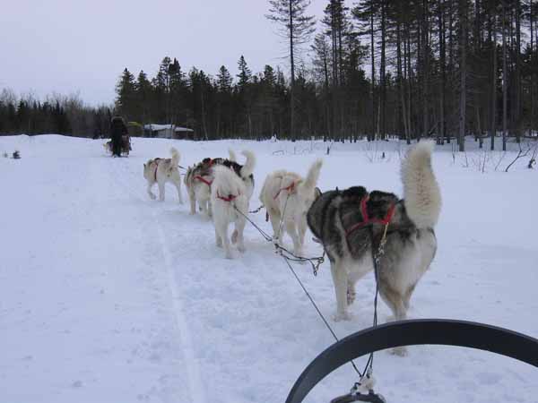 Traîneau à chiens 087.jpg